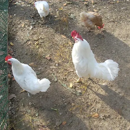 La Rosa Farm stay