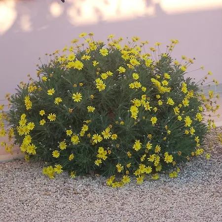La Rosa مونتيفالكو